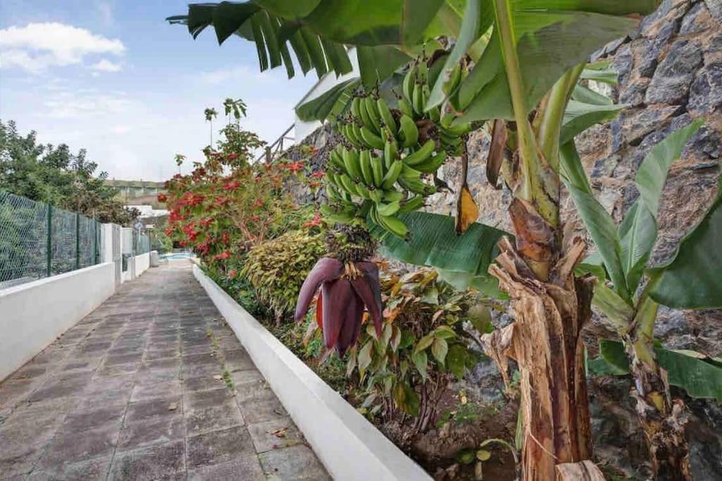 Paradise Studio Belair Wifi, Piscina, Parking Puerto de la Cruz  Zewnętrze zdjęcie
